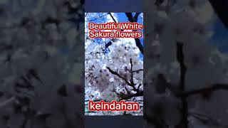 Keindahan Bunga Sakura Putih