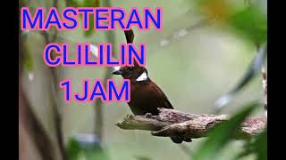 Download Lagu Suara clililin jernih cocok buat masteran||clililin satu jam MP3