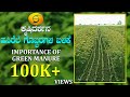 "Importance Of Green Manure" "ಹಸಿರೆಲೆ ಗೊಬ್ಬರಗಳ ಬಳಕೆ"