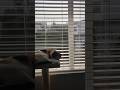 When You’re a Solo Game Dev… and Your Only Coworker Is Your Cat