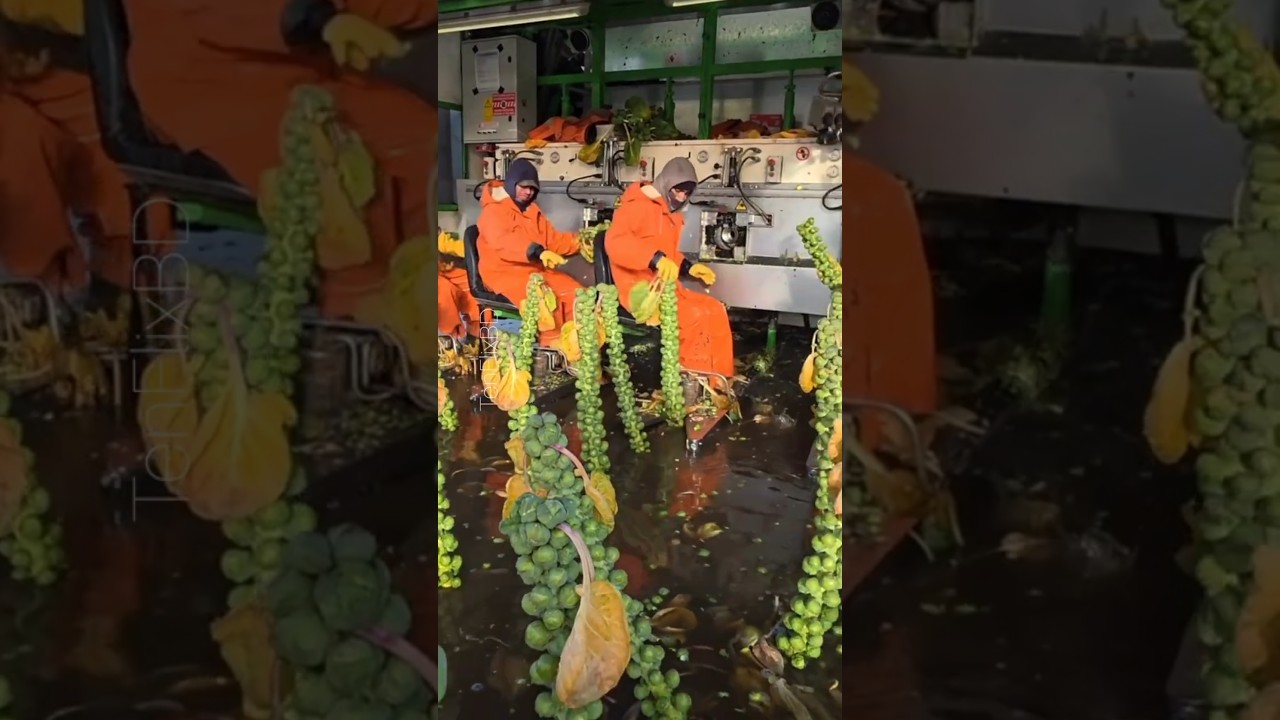 World’s Smallest Cabbage Harvest in USA😱 Brussels Sprouts Farming 