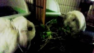 Rayne the flop eared dwarf pet rabbit bunny Eating Crunchy Kale and a small Carrot in her Hay Tray!! by Rayne Rabbit Adventures 21 views 1 year ago 1 minute, 10 seconds