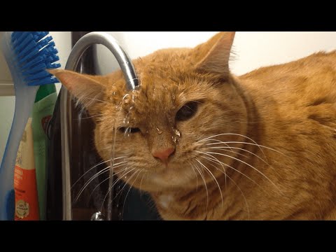 clueless-cats-|-funny-pet-video-compilation-2017-|-the-pet-collective