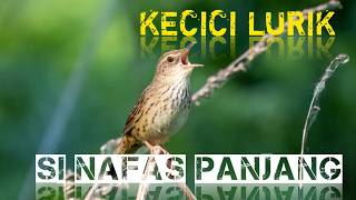 Suaranya gilaaa !! MASTERAN KECICI LURIK NAFAS SUPER PANJANG‼️