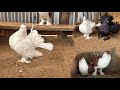 এই প্রথমবার কিছু টাইগার মুরগির বাচ্চা তুললাম 🐔 | Animals Tips