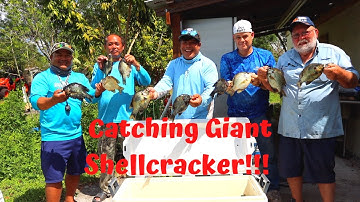 Catching Giant Shellcracker!!! (Non- Stop Action)