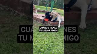#HEAVEN #REMIX #dogshorts #musica #newmusic #dog #pets