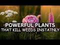 20 Powerful Plants That Kill Weeds Instantly