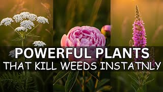 20 Powerful Plants That Kill Weeds Instantly