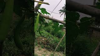 Fresh Sponge Gourd Farming | Nature’s Green Beauty 🌿🥒