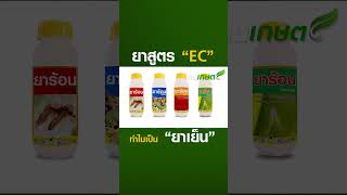 ยาสูตร EC ทำไมเป็นยาเย็น