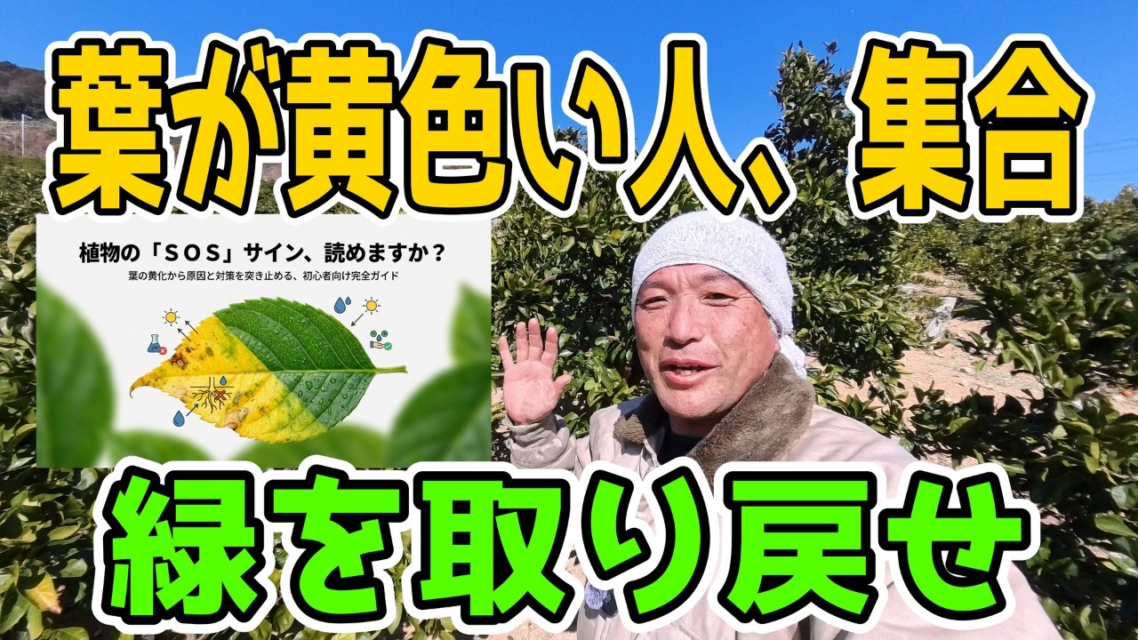 【黄化の正体】栄養？根腐れ？答え全部出します｜Leaf Chlorosis Guide