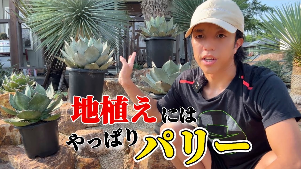 Agave] Why 