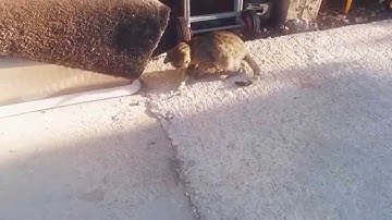 Cat VS tarantula spider