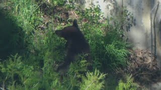 Bear walks in and out of storm drain