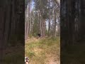 cutting tree#tree#wood#cutting #downtree#viral