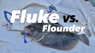 Exclusive Fluke VS. Flounder - What's The Difference? Information