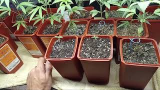 @yieldsource  @OrganicGrowChannel  Seedlings of the AFGOO! COMMUNITY GROW OFF!! 🤜 #420GTGT