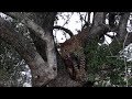 Saseka Female Leopard on her Impala Kill