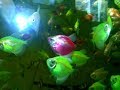 Нерест тернеции GloFish