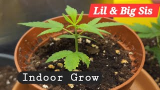Cannabis Grow 🥦 Lil & Big Sis What they look like ! #grow #cannabiseducation #plants #keepgrowing
