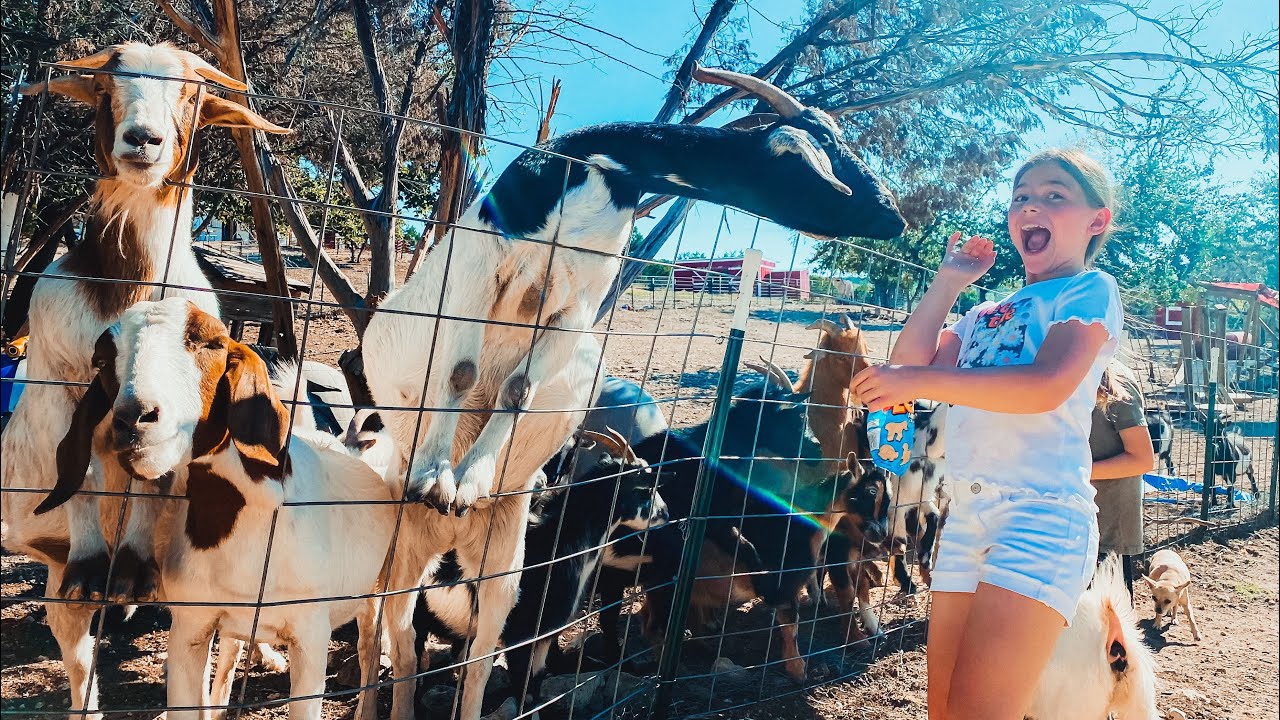 Rescuing disabled animals