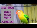 Lakbet Gacor Suara &amp; Gaya Merayu Semua Jenis Lovebird Agar Terpancing Ngekek Panjang...!!!