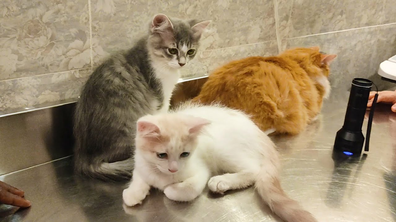 Baby Kittens First Vet Visit | Baby Cats At The Vet For Deworming