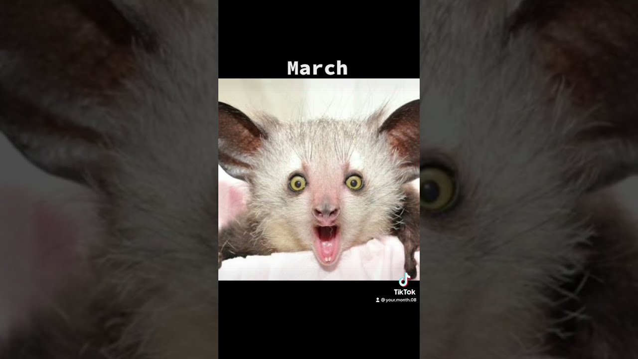 YOUR MONTH PET