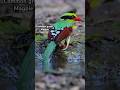 Common green magpie #magpies #animallover #rarecreatures #beautifulbirds