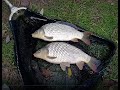 Pecanje na Tamišu - Rade šarani k'o ludi  16/16  | Fishing carp on river