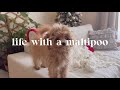 Life with a maltipoo 🐻🤎🐾 first trimming at 6 months, day in my life with a maltipoo 🐾