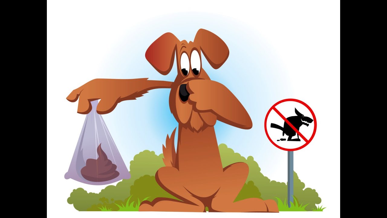 A1 Pooper Scooper Service No No No YouTube