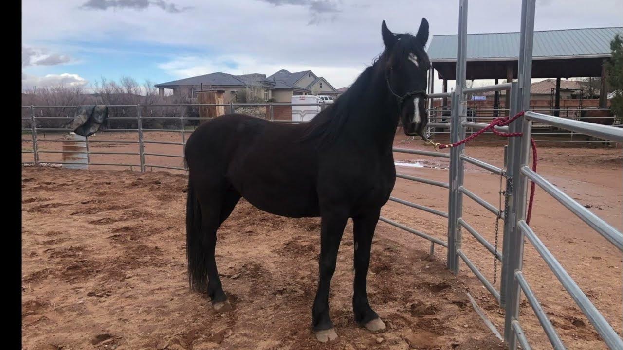 "Princess" Beautiful Friesian/Tennessee Walker for sale YouTube