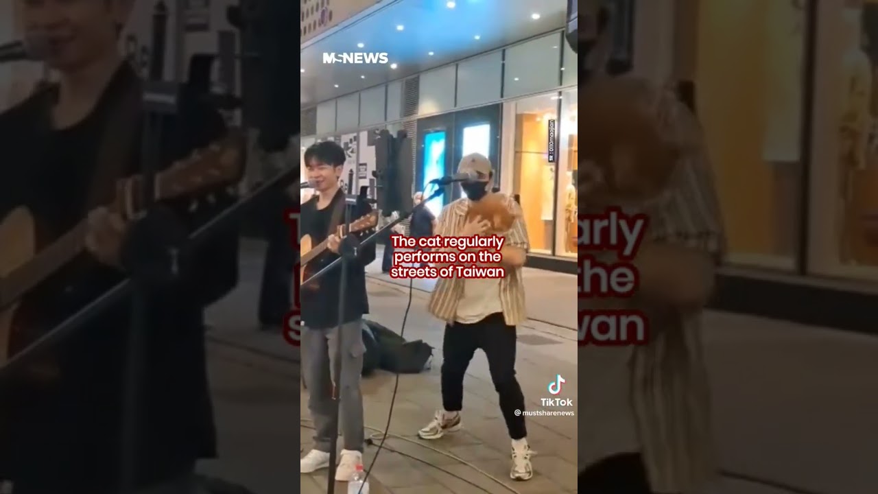 Cat In Taiwan Meowing To Join In Singing With Its Owner During Busking Session 