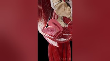 Female Bladder, Uterus & Pelvic Floor | 3D Anatomy Animation