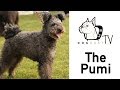 A Pumi kutya fajta bemutató - DogCast TV S02E12 の動画、YouTube動画。