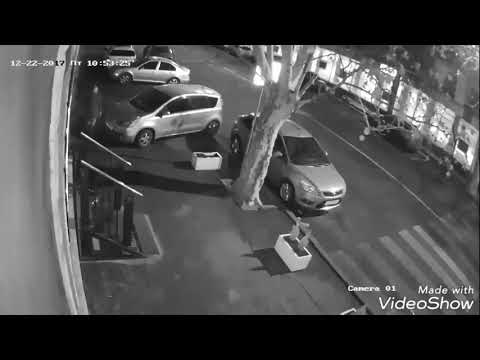 ბუჩქების ქურდები თბილისში