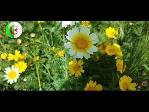 Sidi Ali Cherif Algérie 