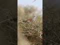 مقناص الصيد قمري 