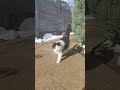 #cat #cute