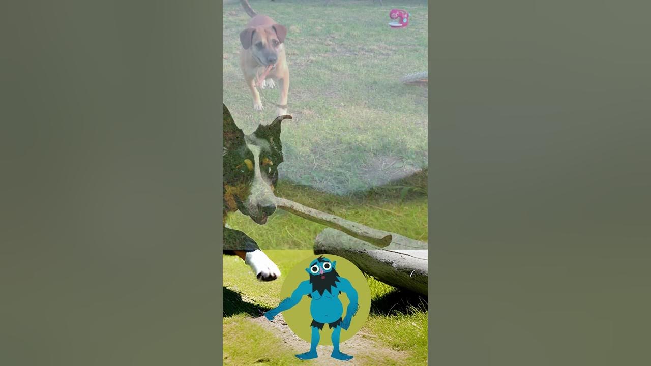 Why do dogs like sticks so much YouTube