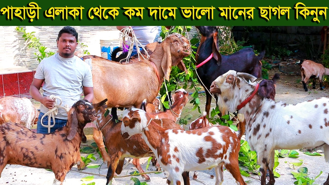 পাহাড়ী এলাকা থেকে কম দামে ভালো মানের ছাগল নিতে পারেন goat farm