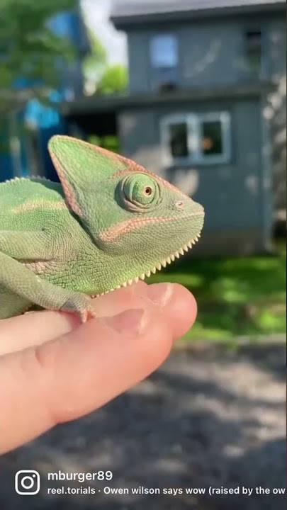 Sticky Tounged Meller's Chameleon at The Reptile Zoo 