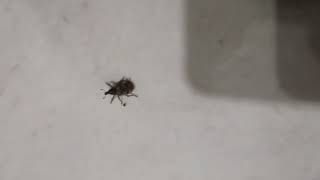 🐞 यह छोटा कीड़ा क्या है? | Weevil Beetle | Amazing Insect Facts