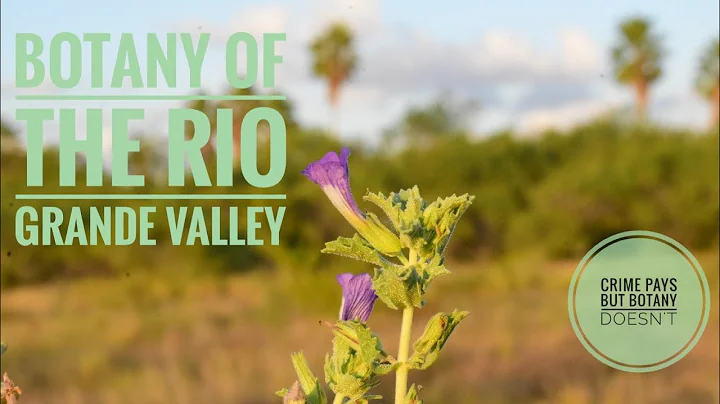 Río Grande Valley Flora - DayDayNews