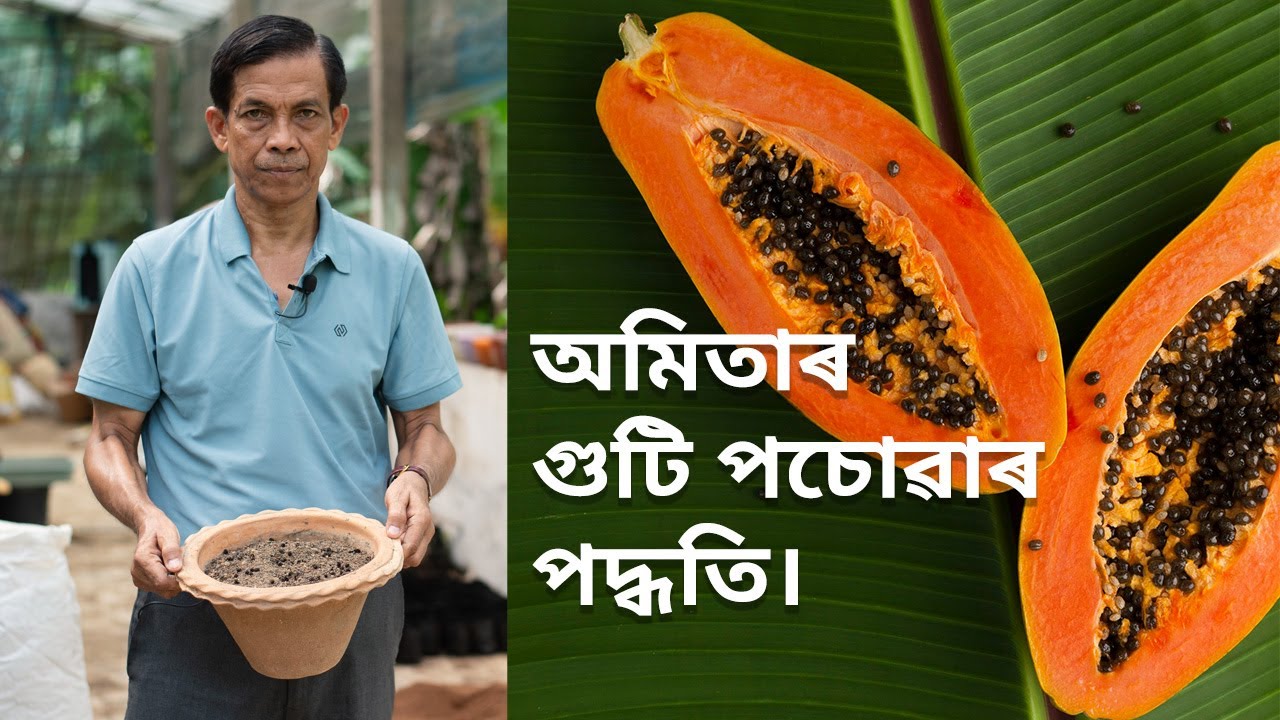থলুৱা অমিতাৰ গুটি পচোৱাৰ পদ্ধতি। Papaya Seed Germination Tutorial // Parijat Nursery Jorhat