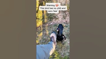 #capercallie #attack #angry