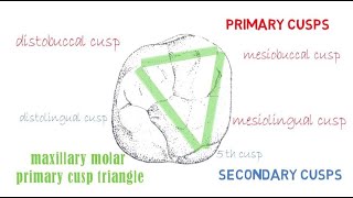 Permanent Maxillary 1st molar  Part 2 (occlusal aspect)