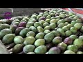 Eshet eilon  mango grading line  eshet eilon